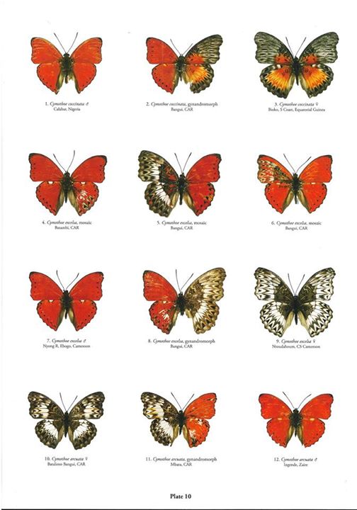 Butterflies of the world book abri collections ii - 3 (Internet Image property of respective owner, non-commercial use only)